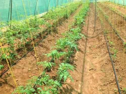 Livelihood and Food Security